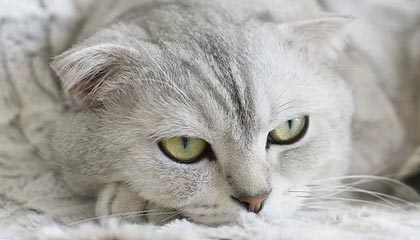 茶叶保质期一般多久